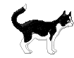 fig_319 animation